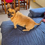 Léo a rejoint le concours — aidez-le/la à gagner de superbes lots ! dog, pet, animal, canine, small_dog, brown_fur, pointed_ears, smiling, open_mouth, teeth, sitting, couch, blue_couch, indoors, living_room, dining_area, chairs, tile_floor, portrait, happy