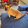 dog, pet, animal, canine, small_dog, brown_fur, pointed_ears, smiling, open_mouth, teeth, sitting, couch, blue_couch, indoors, living_room, dining_area, chairs, tile_floor, portrait, happy