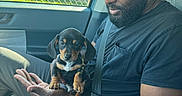 Scooby-Doo joined the competition — help win amazing prizes! beard, black_shirt, car_interior, cute, daytime, dog, domestic_animal, fence, glasses, hand, house, man, pet, portrait, puppy, seatbelt, short_hair, sitting, sunlight, window