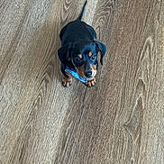 Scooby-Doo is registered to the contest to win money with this photo: puppy, dog, black, tan, blue_bow_tie, wooden_floor, flooring, pet, small_dog, cute, looking_up, indoor, animal, young_dog, domestic_animal, playful, adorable, sitting, fur, ears