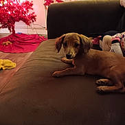 Cinnamon is registered to the contest to win money with this photo: dog, couch, christmas_tree, holiday_decorations, snowman, indoor, pet, brown_dog, wooden_floor, blanket, toy, cozy, festive, living_room, furniture, relaxed, holiday_season, decor, warm_lighting, curious