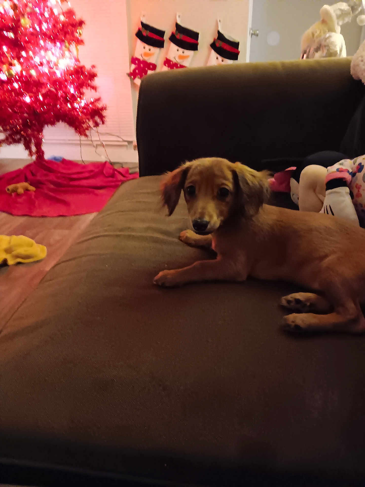 Cinnamon is registered to the contest to win money with this photo: dog, couch, christmas_tree, holiday_decorations, snowman, indoor, pet, brown_dog, wooden_floor, blanket, toy, cozy, festive, living_room, furniture, relaxed, holiday_season, decor, warm_lighting, curious