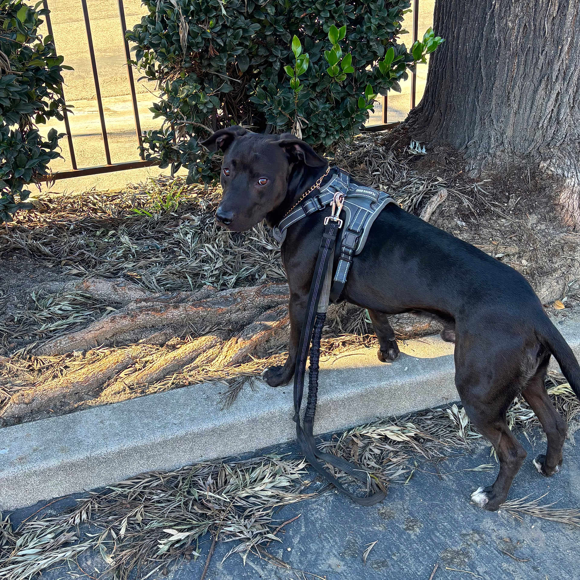 Papas joined the competition — help win amazing prizes! dog, black_dog, harness, leash, sidewalk, tree, tree_roots, outdoor, nature, curious, pet, canine, leaves, shadows, sunlight, urban, street, fence, ground, park