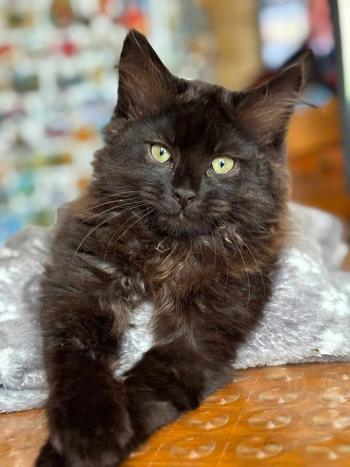 Azur a rejoint le concours — aidez-le/la à gagner de superbes lots ! cat, black_cat, fluffy, animal, pet, fur, whiskers, green_eyes, relaxed, indoors, close_up, portrait, cute, mammal, domestic_cat, feline, resting, soft_texture, table, blanket