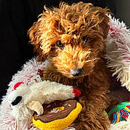 Bear joined the competition — help win amazing prizes! puppy, dog, brown_fur, curly_fur, toy, plush_toy, donut_toy, soft_bed, fuzzy_bed, pet, animal, cute, close_up, indoor, cozy, resting, looking, young_dog, fluffy, adorable
