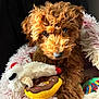 puppy, dog, brown_fur, curly_fur, toy, plush_toy, donut_toy, soft_bed, fuzzy_bed, pet, animal, cute, close_up, indoor, cozy, resting, looking, young_dog, fluffy, adorable