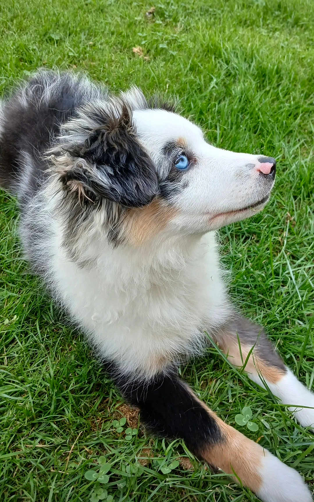 Angy participe au concours pour gagner de l'argent avec cette photo : animal, attentive, black, blue_eyes, brown, canine, cute, daylight, dog, fluffy, fur, grass, lying_down, nature, outdoor, pet, portrait, side_view, white, young_dog