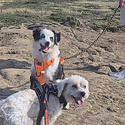 Angy participe au concours pour gagner de l'argent avec cette photo : animal, canine, daylight, dog, footwear, grass, happy, harness, hill, leash, nature, outdoor, person_partial, pet, rocky_ground, scenery, smiling, sunlight, tongue_out, walking
