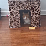 Chuy is registered to the contest to win money with this photo: animal, cat, cozy, curious, domestic_animal, fabric_house, feline, floor, home, indoor, leopard_print, orange_cat, pet, pet_house, pet_toy, sitting, small, toy, white_cat, wooden_floor