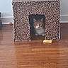animal, cat, cozy, curious, domestic_animal, fabric_house, feline, floor, home, indoor, leopard_print, orange_cat, pet, pet_house, pet_toy, sitting, small, toy, white_cat, wooden_floor