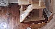 Chuy joined the competition — help win amazing prizes! animal, beige, cat, cat_tree, corner, cozy, cute, flooring, furniture, hidden, home, indoor, pet, pet_accessory, plush_bed, quiet, resting, shy, small, wooden_floor