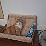 Chuy is registered to the contest to win money with this photo: animal, cat, companion, cozy, cute, domestic, feline, flooring, household, indoor, orange_cat, pet_accessory, pet_bed, plush_toy, relaxing, stuffed_animal, toy, wall, white_cat, wooden_floor