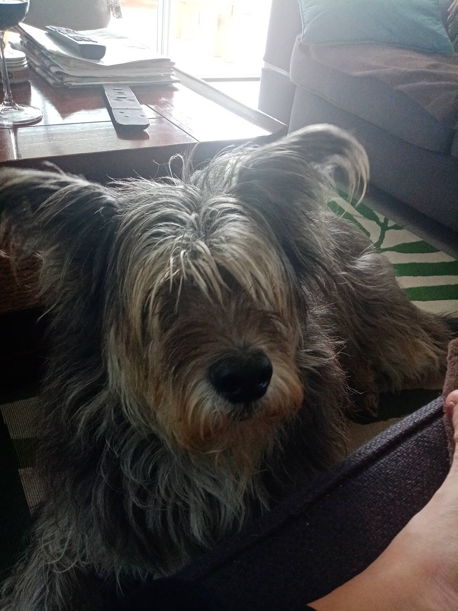 Charli a rejoint le concours — aidez-le/la à gagner de superbes lots ! canidae, carnivore, companion_dog, dog, dog_breed, fur, giant_dog_breed, liver, non_sporting_group, schapendoes, small_terrier, sporting_group, terrier, toy_dog, working_animal