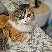 Kaly participe au concours pour gagner de l'argent avec cette photo : cat, calico_cat, pet, animal, feline, fur, bedspread, indoor, resting, looking, ears, whiskers, eyes, lamp, blurred_background, cozy, domestic, comfortable, closeup, portrait