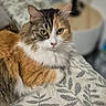 animal, bedspread, blurred_background, calico_cat, cat, closeup, comfortable, cozy, domestic, ears, eyes, feline, fur, indoor, lamp, looking, pet, portrait, resting, whiskers