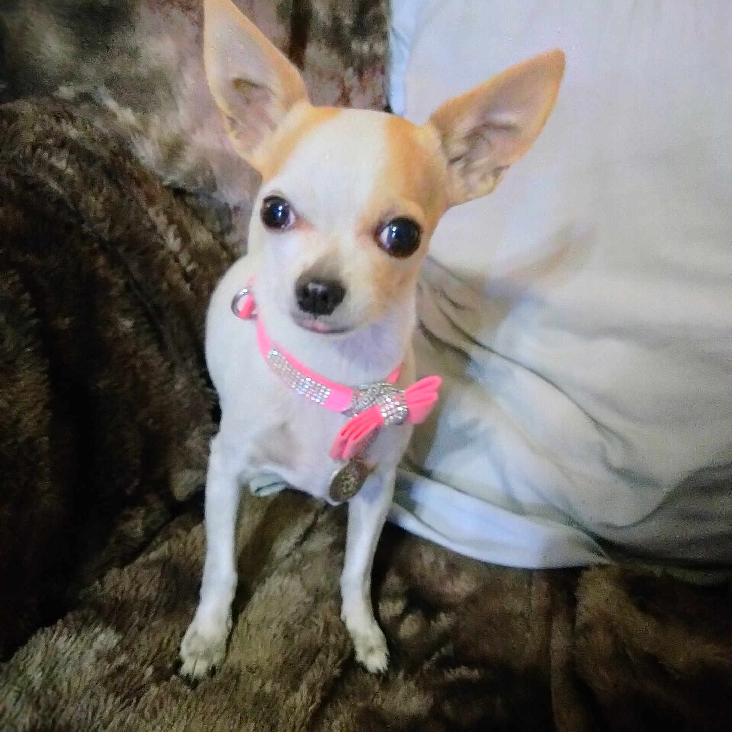 Penelope
