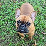 Petey Pablo is registered to the contest to win money with this photo: adorable, animal, brown, canine, companion, cute, dog, ears, expression, face, french_bulldog, grass, ground, leaf, looking_up, mammal, nature, outdoor, pet, tongue