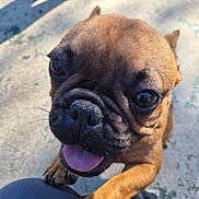 Petey Pablo is registered to the contest to win money with this photo: animal, black_nose, brown_fur, close_up, concrete, cute, dog, footwear, friendly, happy, outdoor, paw, pet, playful, puppy, shadow, small_dog, sunlight, tongue_out, wrinkled_face
