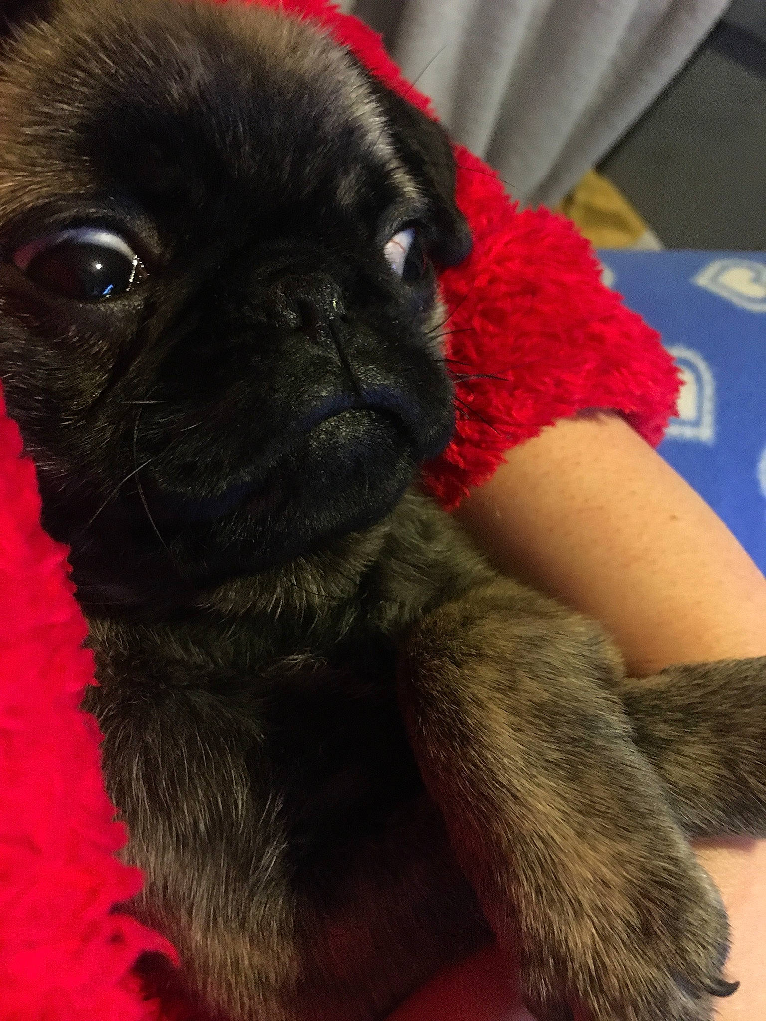 Alan is registered to the contest to win money with this photo: canidae, carnivore, comfort, companion_dog, dog, dog_breed, ear, eye, fawn, fur, non_sporting_group, pug, red, snout, sporting_group, terrestrial_animal, toy_dog, whiskers, working_animal, wrinkle