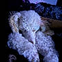 Junior is registered to the contest to win money with this photo: dog, poodle, sleeping, curled_up, white_fur, fluffy, pet, indoor, bed, blanket, cozy, resting, animal, mammal, fur, paw, relaxing, quiet, companion, domestic
