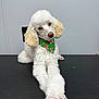 animal, candy_cane_pattern, cute, decorative, dog, festive, fluffy, green_bandana, groomed, holiday_theme, indoor, looking_at_camera, manicure, nail_polish, paw, pet, poodle, posing, table_surface, white_fur