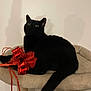 animal, black_cat, cat_tree, curious_eyes, cute, domestic_cat, feline, fur, household, indoor, looking_up, mammal, paws, pet, playing, red_bow, resting, shadow, tail, whiskers