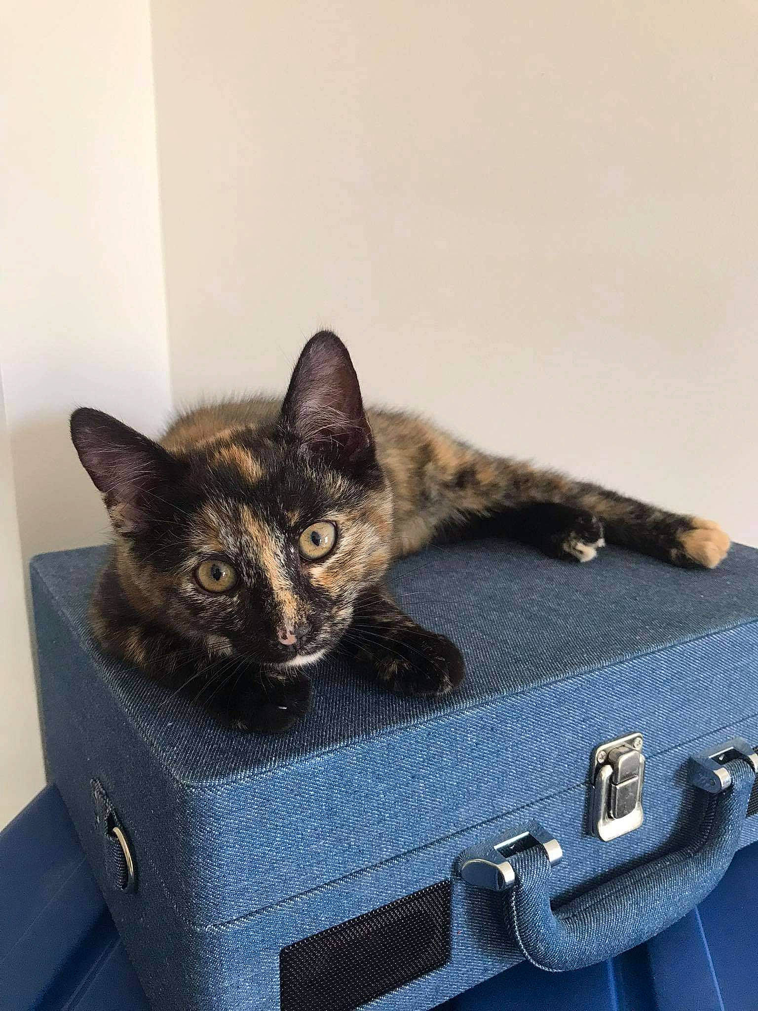 Pamela a rejoint le concours — aidez-le/la à gagner de superbes lots ! bag, baggage, box, carnivore, cat, cat_supply, chair, comfort, domestic_short_haired_cat, electric_blue, fashion_accessory, felidae, fur, luggage_and_bags, metal, pet_supply, small_to_medium_sized_cats, snout, tail, whiskers