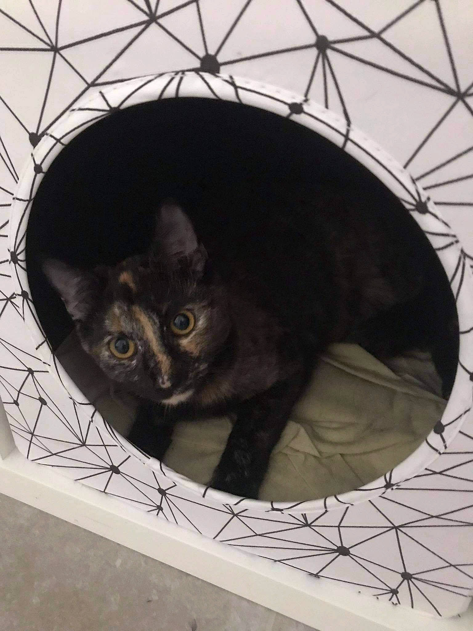 Pamela participe au concours pour gagner de l'argent avec cette photo : animal_shelter, art, black_cat, carnivore, cat, cat_bed, circle, domestic_short_haired_cat, felidae, fur, grey, illustration, metal, pet_supply, small_to_medium_sized_cats, snout, tail, terrestrial_animal, whiskers, window