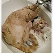 Megan joined the competition — help win amazing prizes! cat, orange_tabby, sink, bathroom, towel, faucet, relaxed, playful, pet, cute, animal, domestic_cat, fur, whiskers, paws, upside_down, curious, indoor, collar, resting