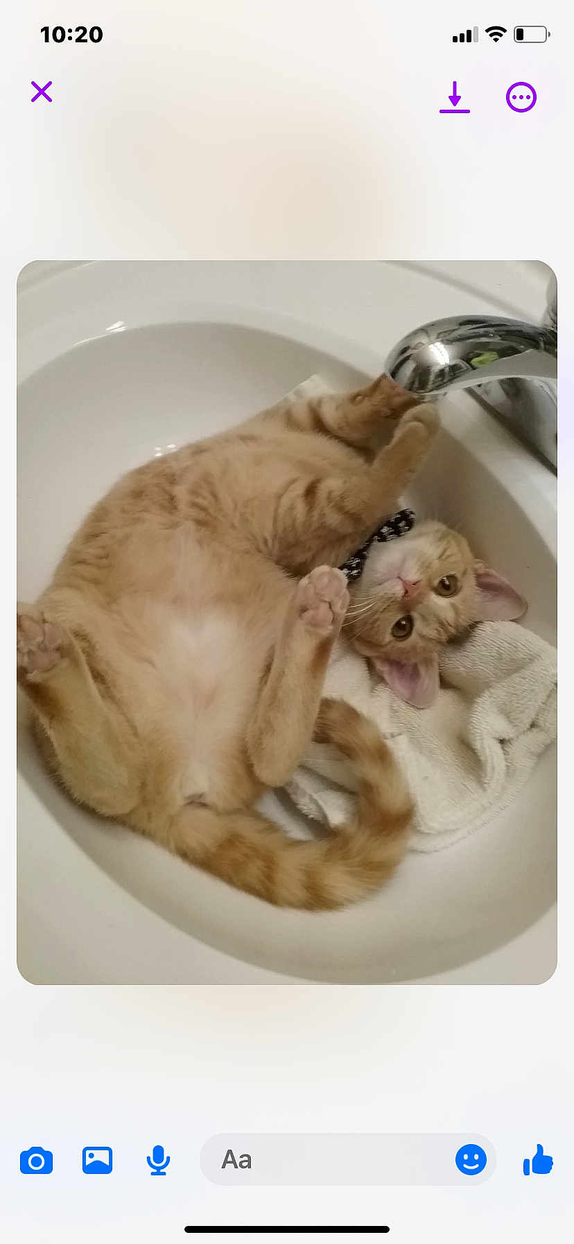 Megan joined the competition — help win amazing prizes! cat, orange_tabby, sink, bathroom, towel, faucet, relaxed, playful, pet, cute, animal, domestic_cat, fur, whiskers, paws, upside_down, curious, indoor, collar, resting