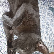 Coal joined the competition — help win amazing prizes! cat, gray_cat, sleeping, fur, paw, ear, quilt, patterned_bedspread, indoor, resting, pet, animal, feline, cozy, relaxed, close_up, soft_texture, quiet, peaceful, domestic