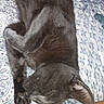 animal, cat, close_up, cozy, domestic, ear, feline, fur, gray_cat, indoor, patterned_bedspread, paw, peaceful, pet, quiet, quilt, relaxed, resting, sleeping, soft_texture