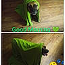 Autumn joined the competition — help win amazing prizes! dog, blanket, green_blanket, wrapped_dog, pet, animal, wood_floor, indoor, portrait, profile, front_view, tongue_out, funny, sleepy, good_morning, text_overlay, emoji, paw_print, collage, humorous