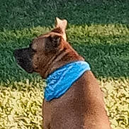 Autumn is registered to the contest to win money with this photo: dog, brown_dog, bandana, blue_bandana, pet, animal, outdoor, grass, lawn, sitting, back_view, short_hair, collar, canine, portrait, sunlight, backyard, greenery, casual_photo, centered_subject