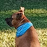 animal, back_view, backyard, bandana, blue_bandana, brown_dog, canine, casual_photo, centered_subject, collar, dog, grass, greenery, lawn, outdoor, pet, portrait, short_hair, sitting, sunlight