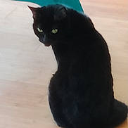 Michi is registered to the contest to win money with this photo: black_cat, cat, indoor, wooden_floor, green_eyes, animal, pet, chair, teal_chair, feline, looking_back, sitting, domestic_cat, curious, mischievous, fur, whiskers, ears, floor, house