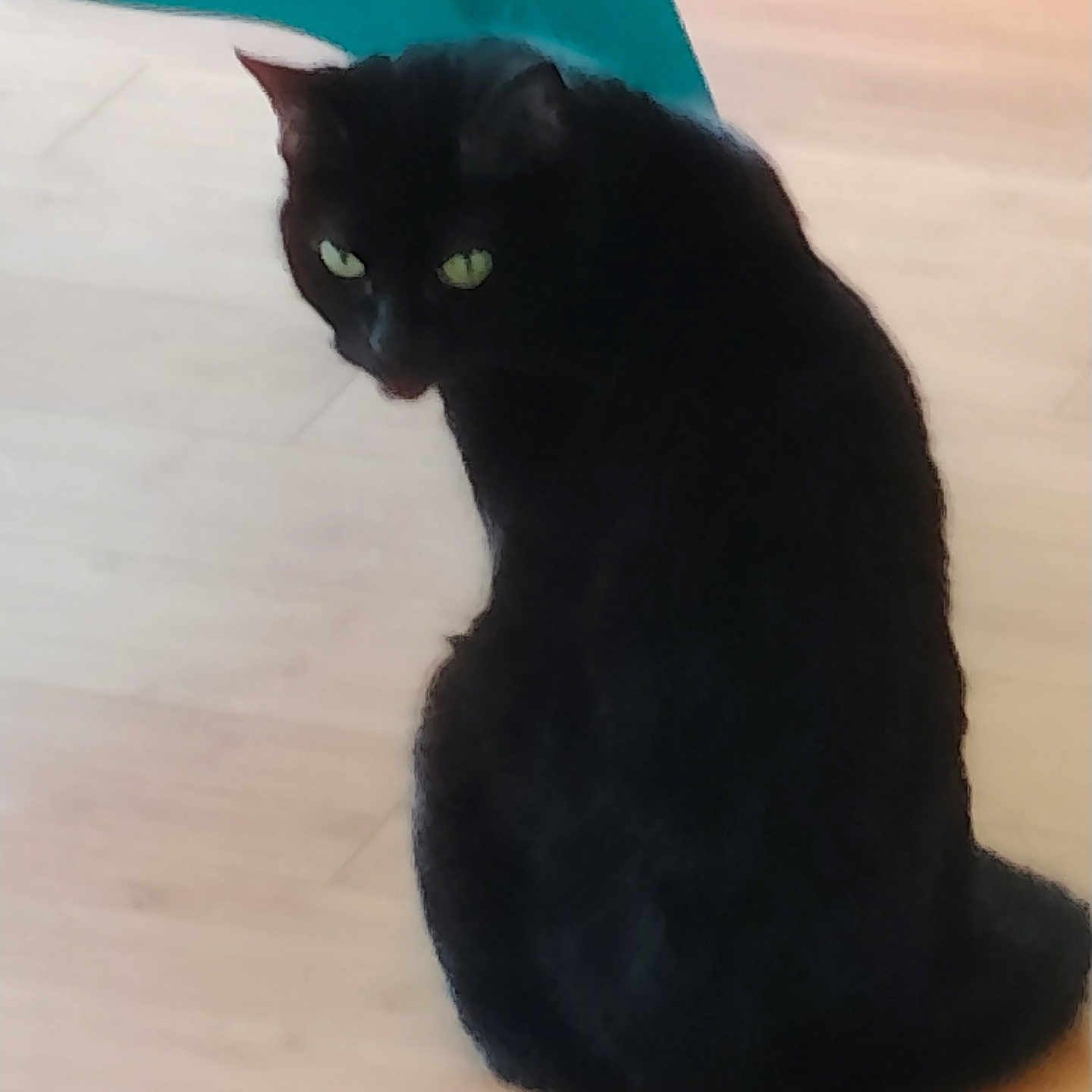 Michi is registered to the contest to win money with this photo: black_cat, cat, indoor, wooden_floor, green_eyes, animal, pet, chair, teal_chair, feline, looking_back, sitting, domestic_cat, curious, mischievous, fur, whiskers, ears, floor, house