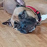 dog, pet, indoor, floor, wooden_floor, collar, brown, relaxed, lying_down, canine, domestic_animal, closeup, muzzle, ears, face, companion, animal, resting, home, cute