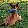 dog, brown_dog, blue_bandana, grass, outdoor, pet, animal, lying_down, back_view, sunlight, nature, canine, relaxed, summer, greenery, daytime, mammal, domestic_animal, ears, collar