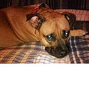 Autumn Renner is registered to the contest to win money with this photo: dog, brown_coat, lying_down, blanket, checkered_pattern, indoor, pet, canine, flash_eyes, resting, collar, sleepy, animal, cute, domestic, furniture, soft_surface, quiet, companion, relaxation