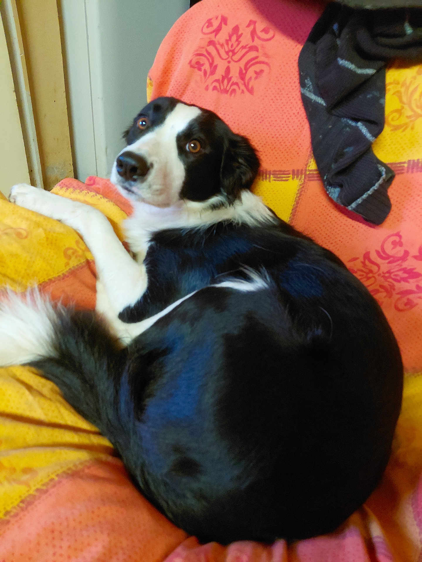 Chipie