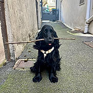 Unaya a rejoint le concours — aidez-le/la à gagner de superbes lots ! dog, black_dog, cocker_spaniel, stick, alley, pavement, harness, sitting, tongue_out, playful, pet, outdoor, wall, gate, pipe, drain, moss, portrait, cute, fur