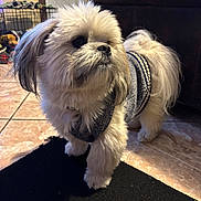 Chunky joined the competition — help win amazing prizes! dog, fluffy, white, pet, indoor, sweater, floor, tile, mat, furniture, curious, small_dog, companion, animal, cute, domestic, portrait, standing, household, cozy