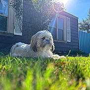 Chunky joined the competition — help win amazing prizes! dog, grass, sunlight, house, shutters, window, tree, blue_sky, outdoor, pet, canine, fur, nature, daylight, backyard, relaxing, greenery, sunflare, animal, serene