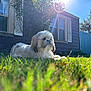 dog, grass, sunlight, house, shutters, window, tree, blue_sky, outdoor, pet, canine, fur, nature, daylight, backyard, relaxing, greenery, sunflare, animal, serene