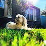 dog, grass, sunlight, house, window, blue_house, outdoor, pet, fluffy, daylight, shadows, tree, leaves, fence, nature, animal, relaxing, sunflare, yard, summer