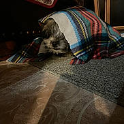 Chunky joined the competition — help win amazing prizes! animal, blanket, carpet, covered, cozy, cute, dim_light, dog, floor, fur, home, indoor, pattern, pet, plaid, resting, shadow, shy, small_dog, texture