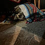 animal, blanket, carpet, covered, cozy, cute, dim_light, dog, floor, fur, home, indoor, pattern, pet, plaid, resting, shadow, shy, small_dog, texture