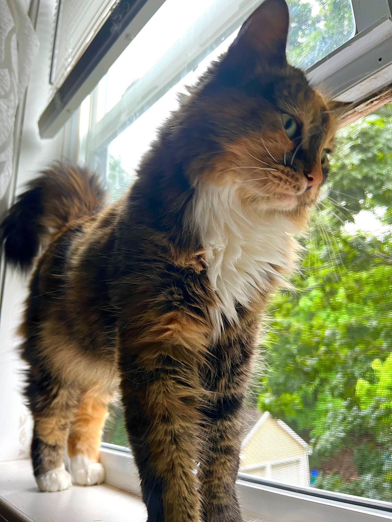 Dahlia joined the competition — help win amazing prizes! carnivore, cat, claw, domestic_short_haired_cat, felidae, fur, paw, plant, small_to_medium_sized_cats, tail, terrestrial_animal, tree, whiskers, window, wood