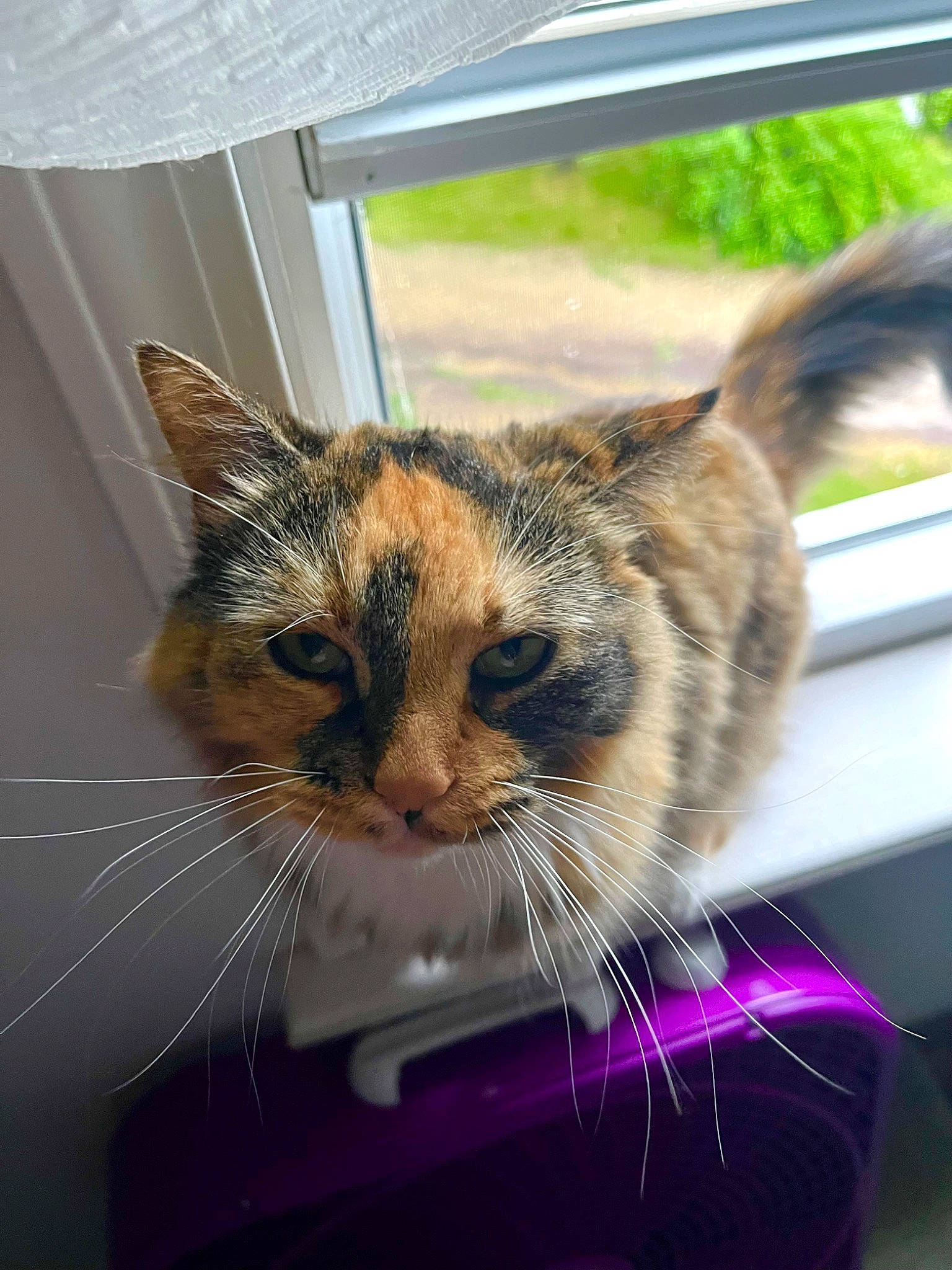 Dahlia joined the competition — help win amazing prizes! carnivore, cat, comfort, domestic_short_haired_cat, felidae, fur, paw, plant, small_to_medium_sized_cats, snout, vertebrate, whiskers, wildlife, window, windshield